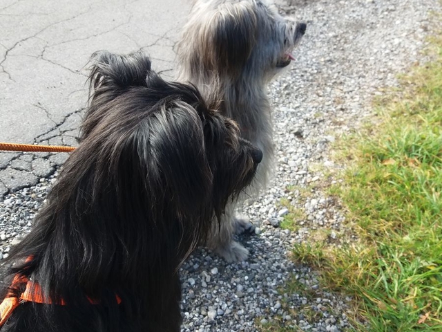 Obermaiselstein 2018 (12)